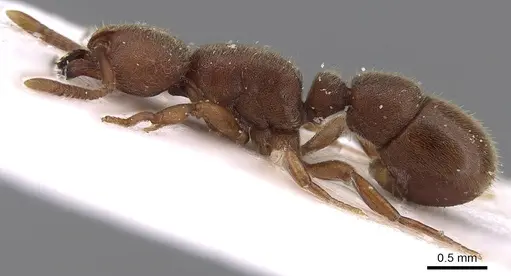 Proceratium itoi specimen