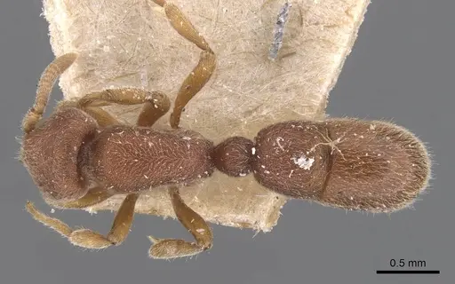 Proceratium itoi - CASENT0907205