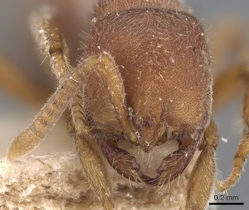 Proceratium itoi - CASENT0907205