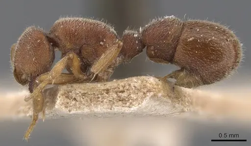 Proceratium itoi - CASENT0907205