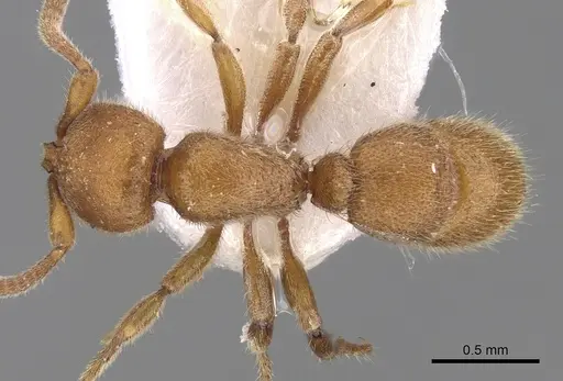 Proceratium japonicum specimen