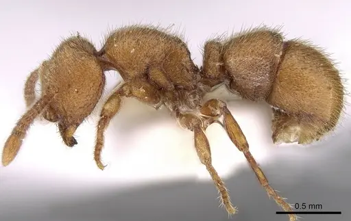 Proceratium japonicum specimen