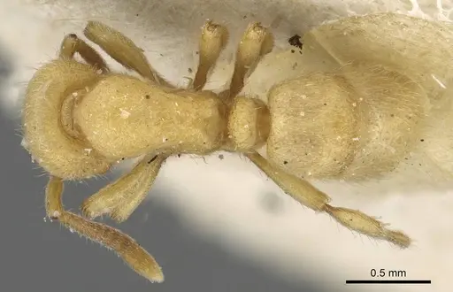 Proceratium japonicum - CASENT0915312