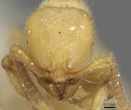 Proceratium japonicum - CASENT0915312