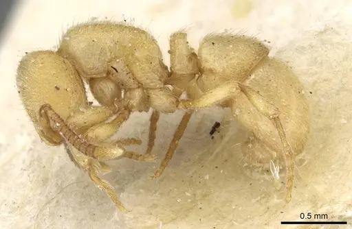 Proceratium japonicum - CASENT0915312