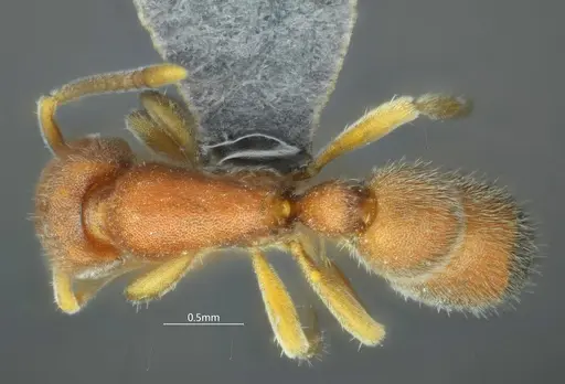 Proceratium kepingmai specimen