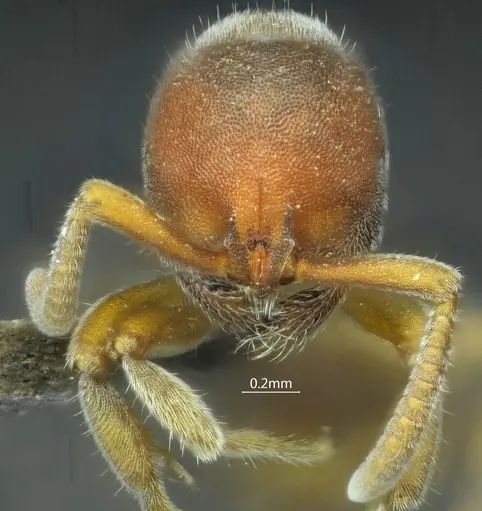 Proceratium kepingmai specimen