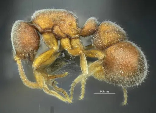 Proceratium kepingmai specimen