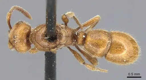 Proceratium lombokense specimen
