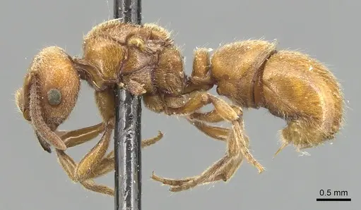 Proceratium lombokense specimen