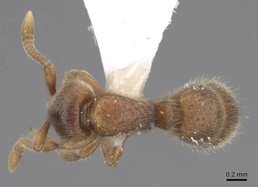 Proceratium longigaster specimen