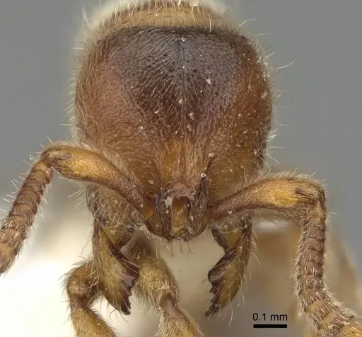 Proceratium longigaster specimen