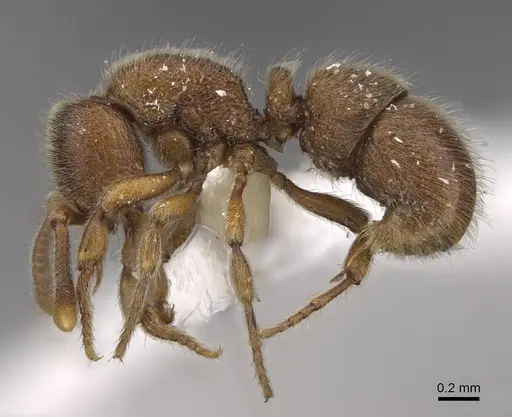 Proceratium longigaster specimen