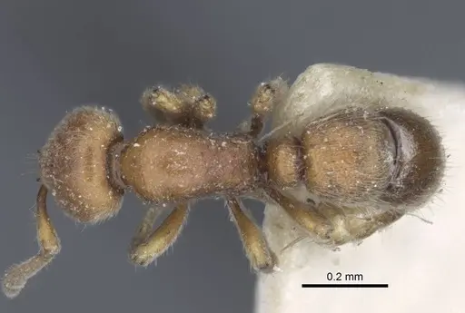 Proceratium longigaster - CASENT0916806