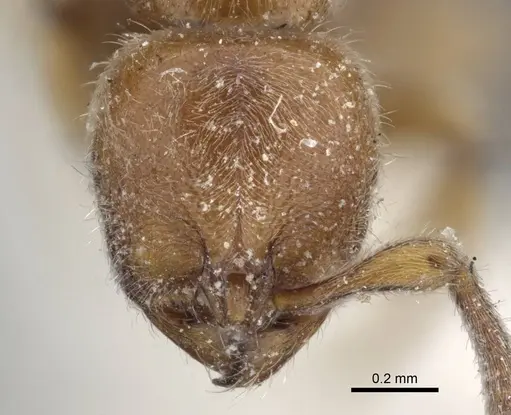 Proceratium longigaster - CASENT0916806