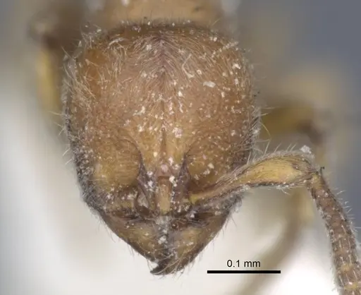 Proceratium longigaster - CASENT0916806