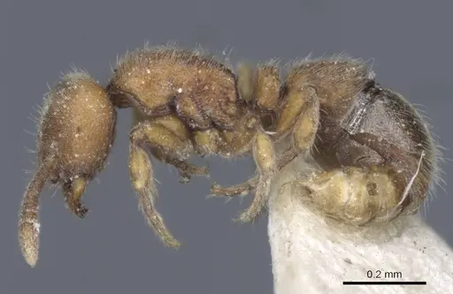 Proceratium longigaster - CASENT0916806