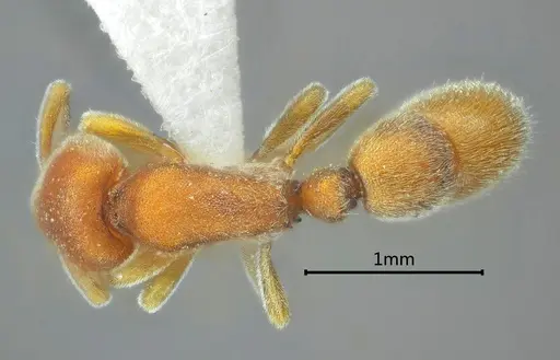 Proceratium longmenense specimen
