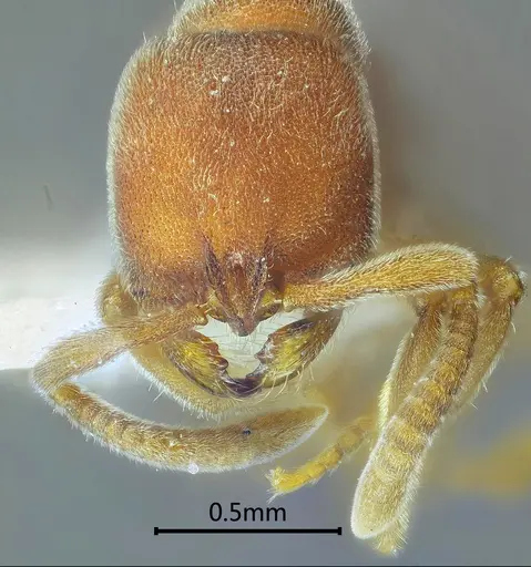 Proceratium longmenense specimen