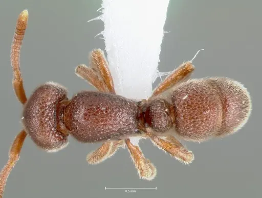 Proceratium lunatum specimen