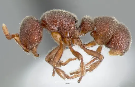 Proceratium lunatum specimen