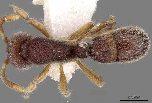 Proceratium malesianum specimen