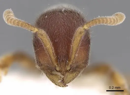 Proceratium malesianum specimen