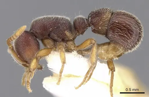 Proceratium malesianum specimen