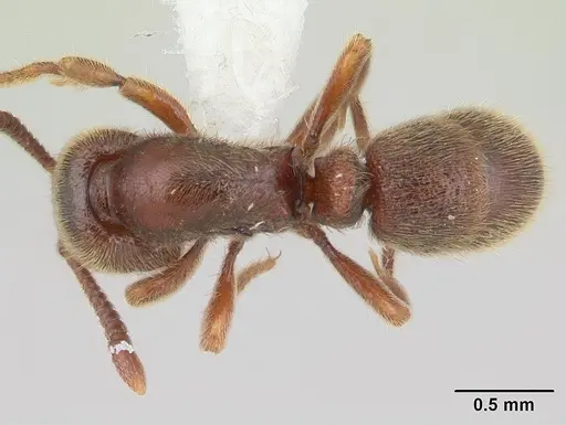 Proceratium mancum specimen