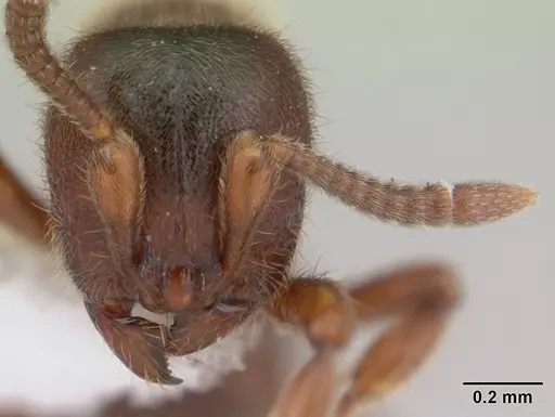 Proceratium mancum specimen