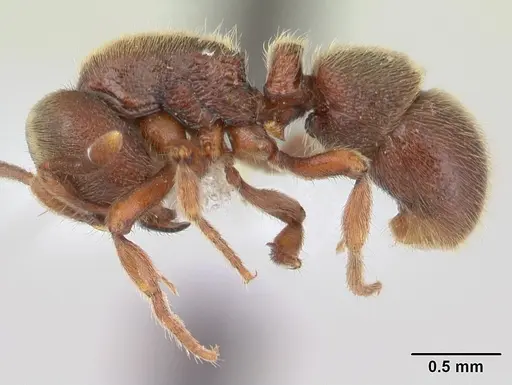 Proceratium mancum specimen