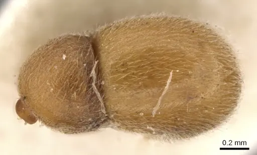 Proceratium melinum specimen