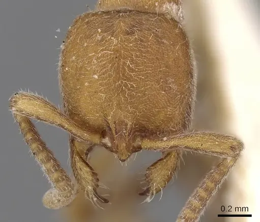 Proceratium melinum specimen