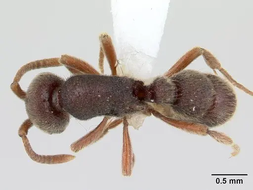 Proceratium mexicanum specimen