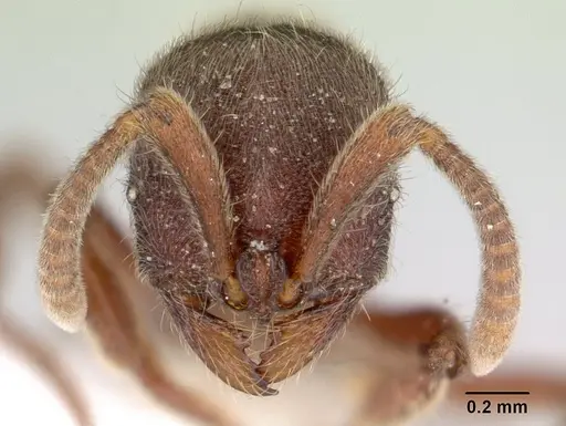 Proceratium mexicanum specimen