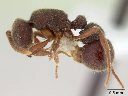 Proceratium mexicanum specimen