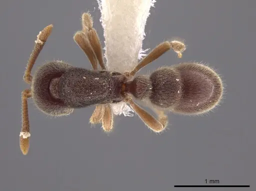 Proceratium mexicanum - CASENT0647517