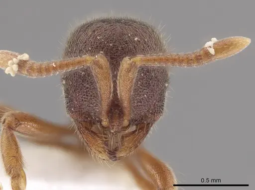 Proceratium mexicanum - CASENT0647517