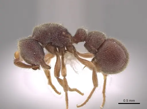 Proceratium mexicanum - CASENT0647517