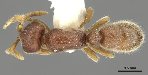 Proceratium mexicanum - CASENT0902413