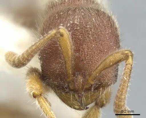 Proceratium mexicanum - CASENT0902413