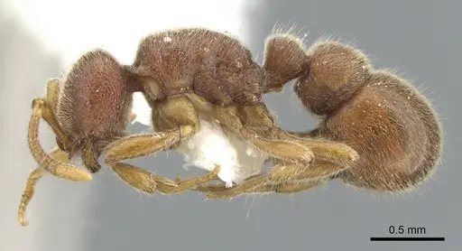 Proceratium mexicanum - CASENT0902413