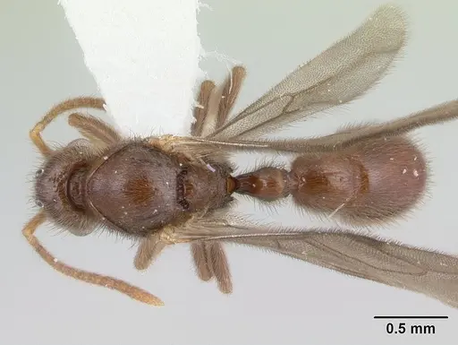 Proceratium micrommatum specimen