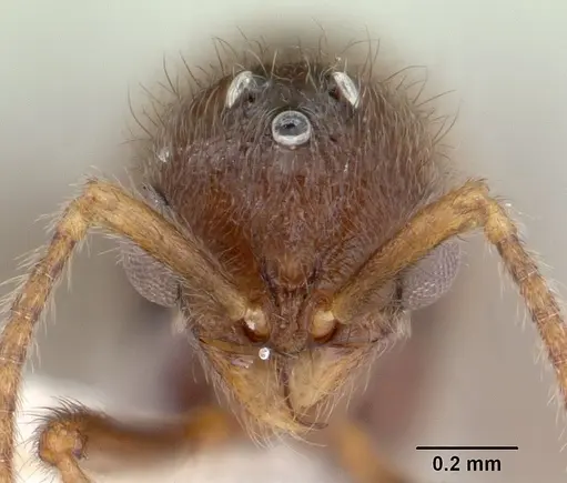 Proceratium micrommatum specimen