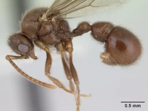 Proceratium micrommatum specimen
