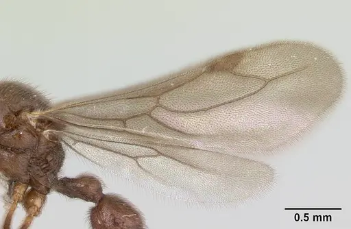 Proceratium micrommatum - CASENT0178753