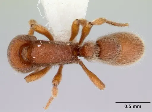 Proceratium micrommatum - CASENT0178848