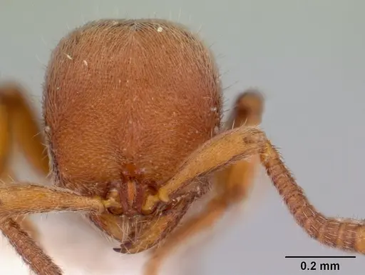 Proceratium micrommatum - CASENT0178848