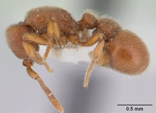 Proceratium micrommatum - CASENT0178848