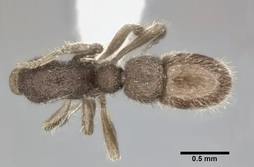 Proceratium micrommatum - CASENT0246700